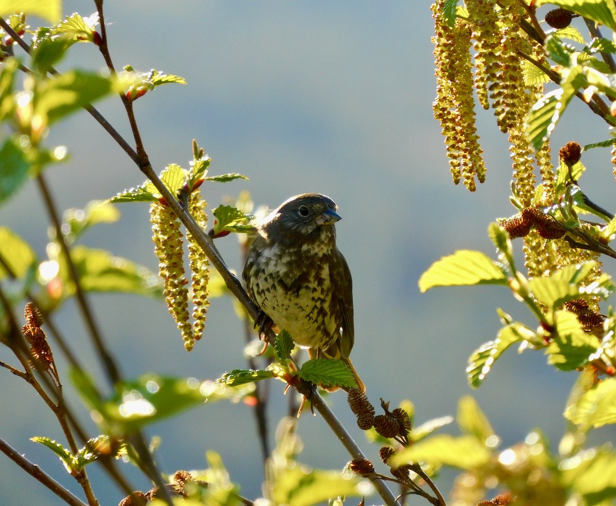 Fox Sparrow - ML620544006