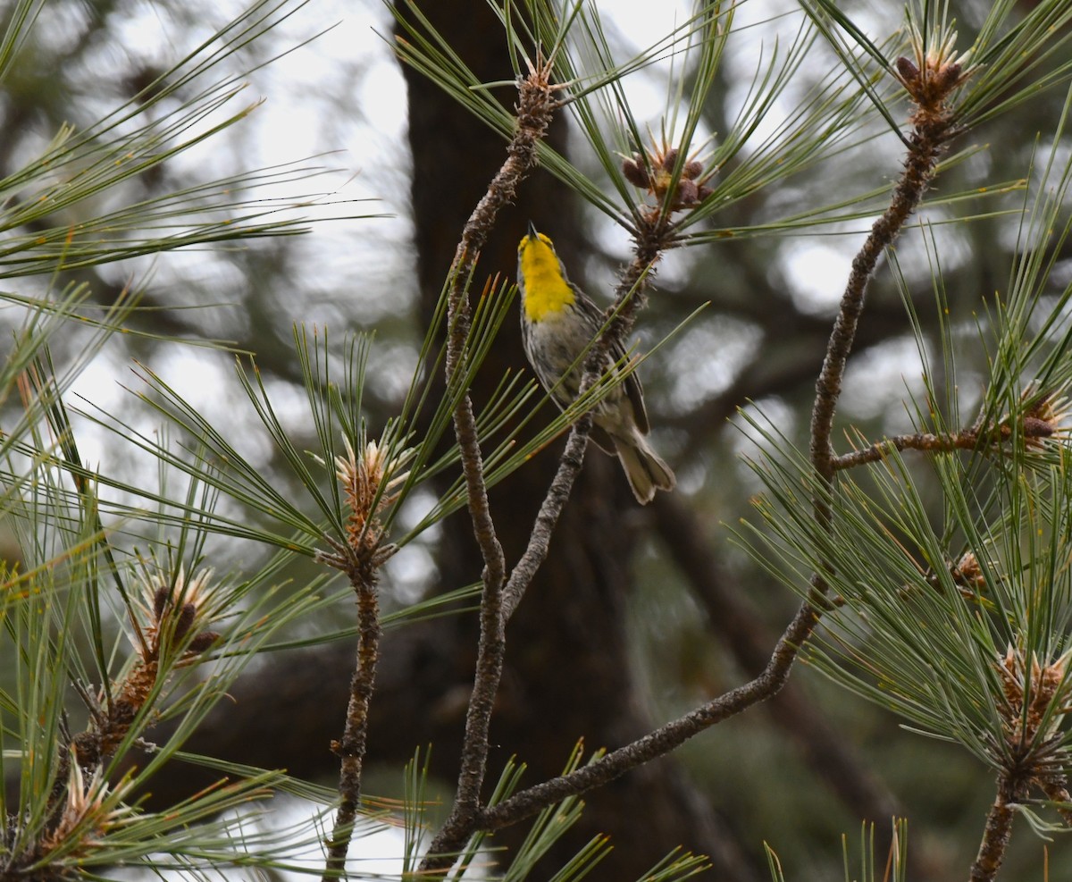 Grace's Warbler - ML620544012