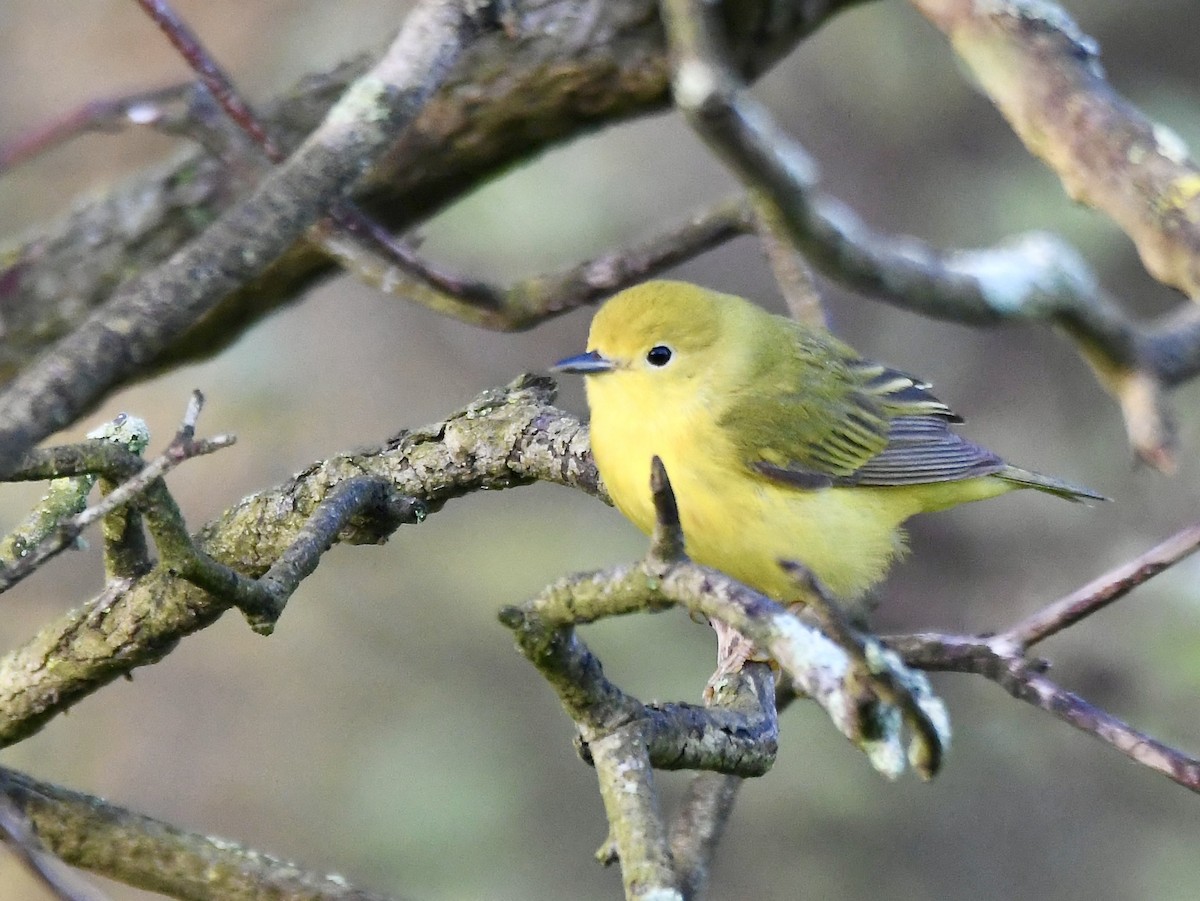 Prothonotary Warbler - ML620544013