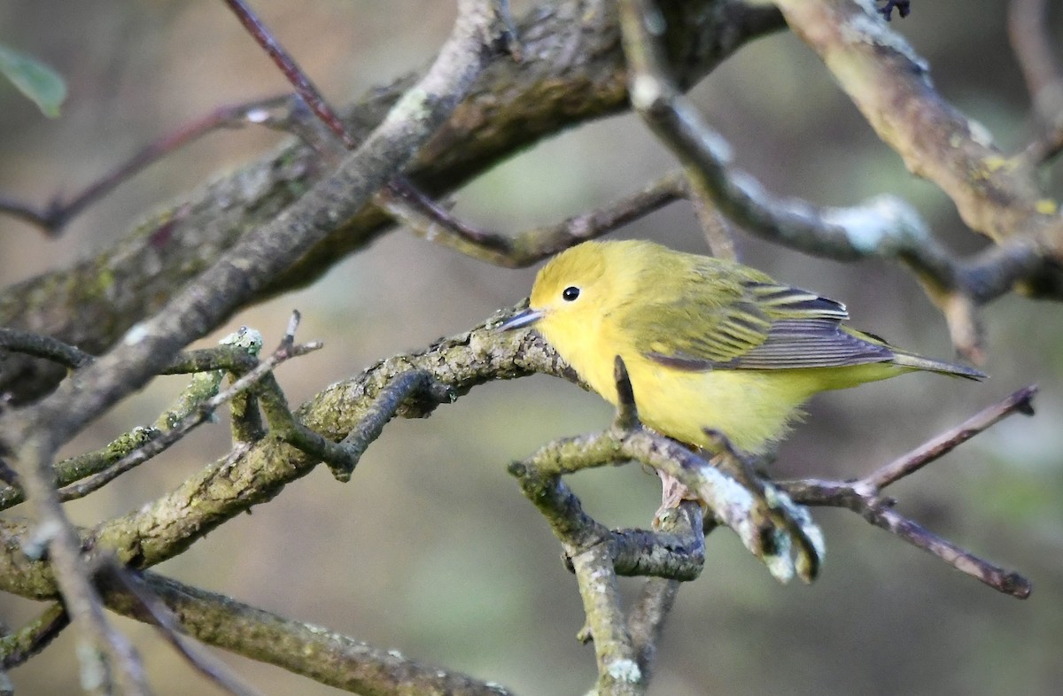 Prothonotary Warbler - ML620544014