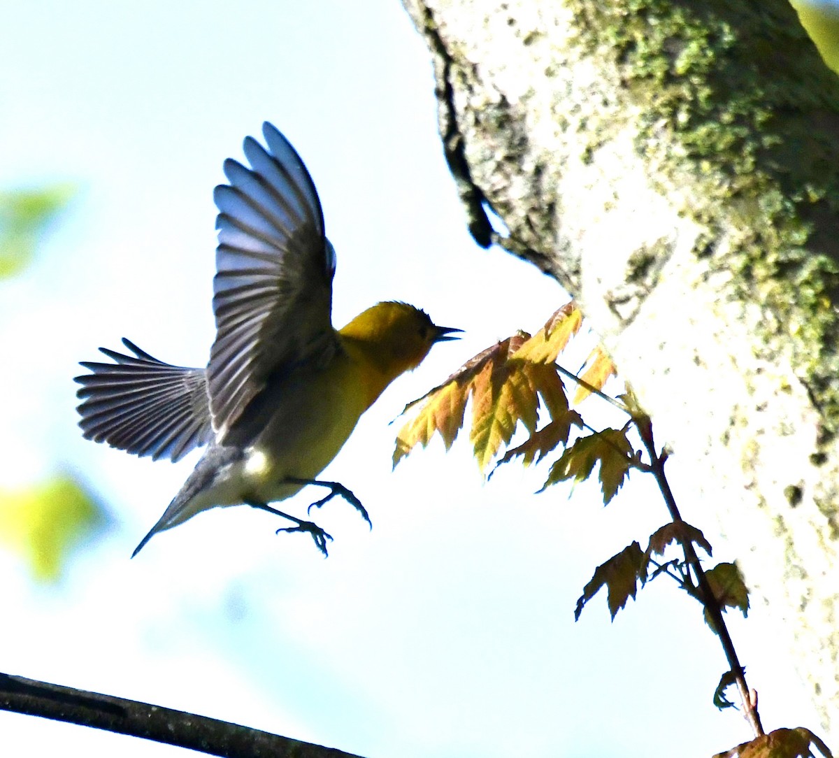 Prothonotary Warbler - ML620544015