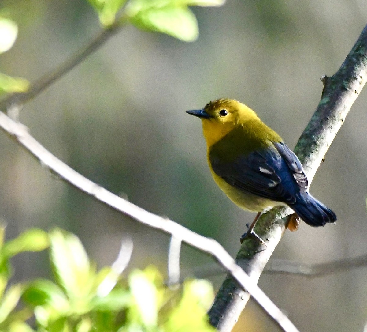 Prothonotary Warbler - ML620544016