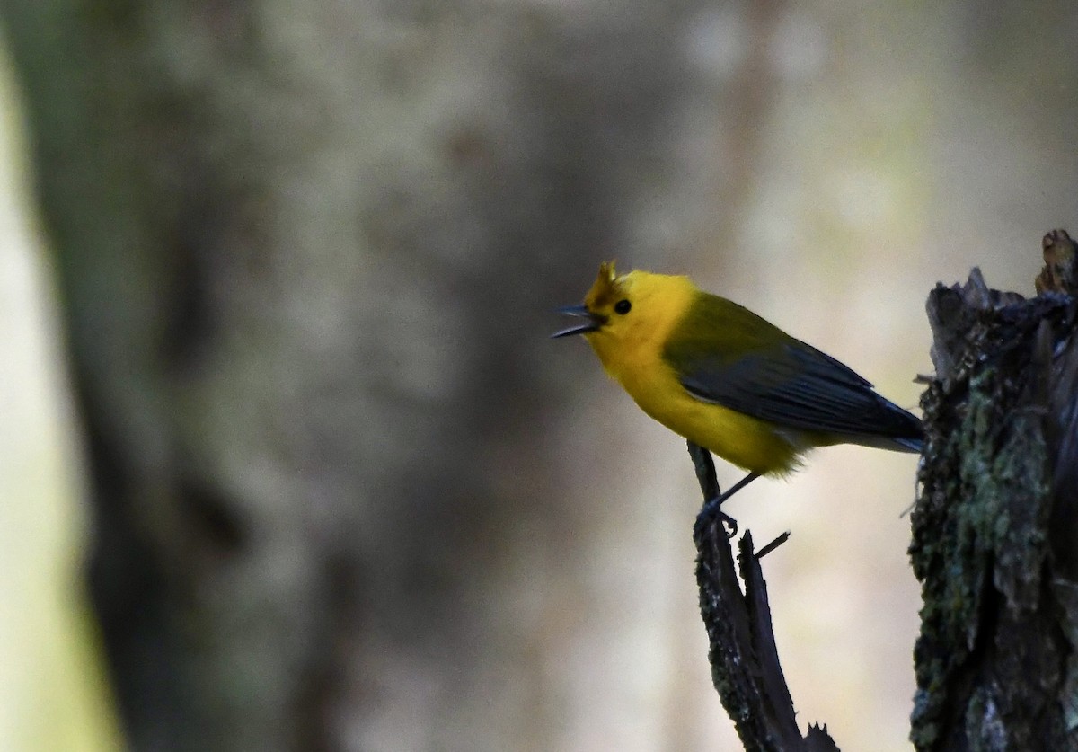 Prothonotary Warbler - ML620544017