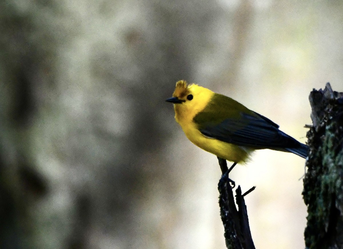 Prothonotary Warbler - ML620544018