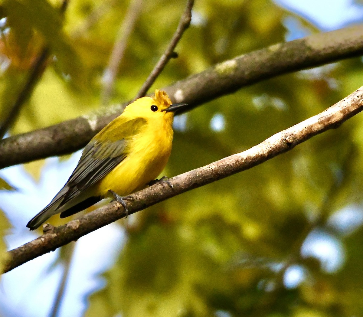 Prothonotary Warbler - ML620544019