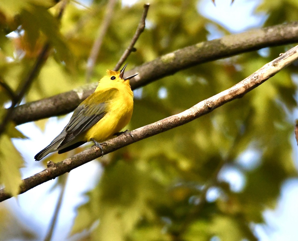 Prothonotary Warbler - ML620544020