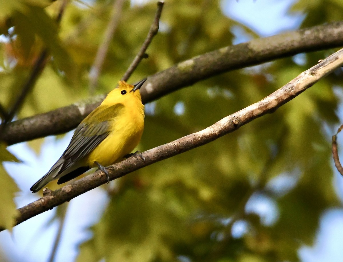Prothonotary Warbler - mark perry