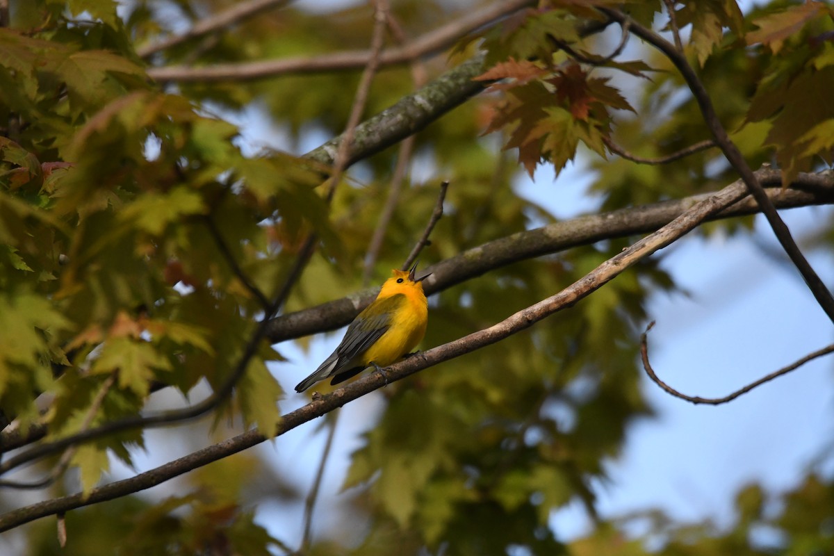 Prothonotary Warbler - ML620544023