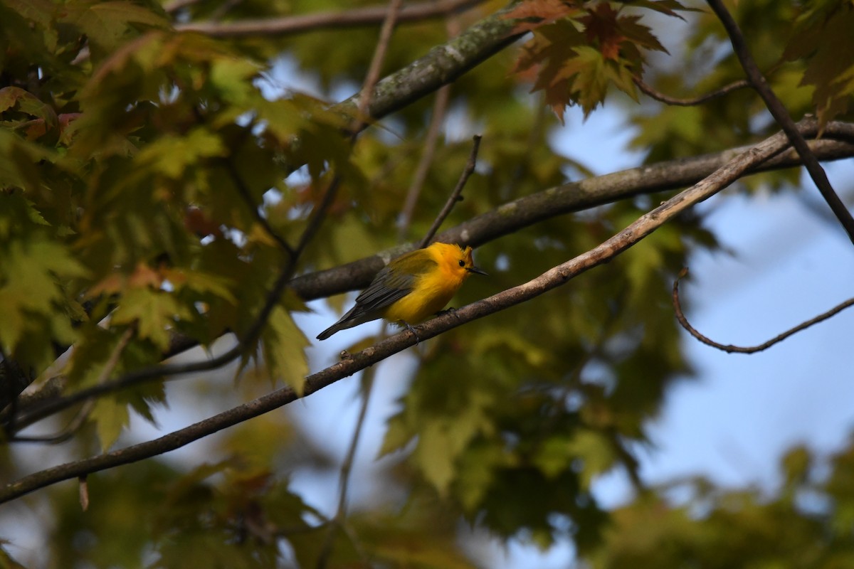 Prothonotary Warbler - ML620544024