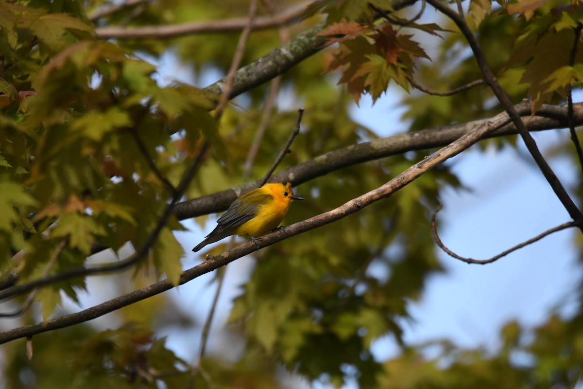 Prothonotary Warbler - ML620544025