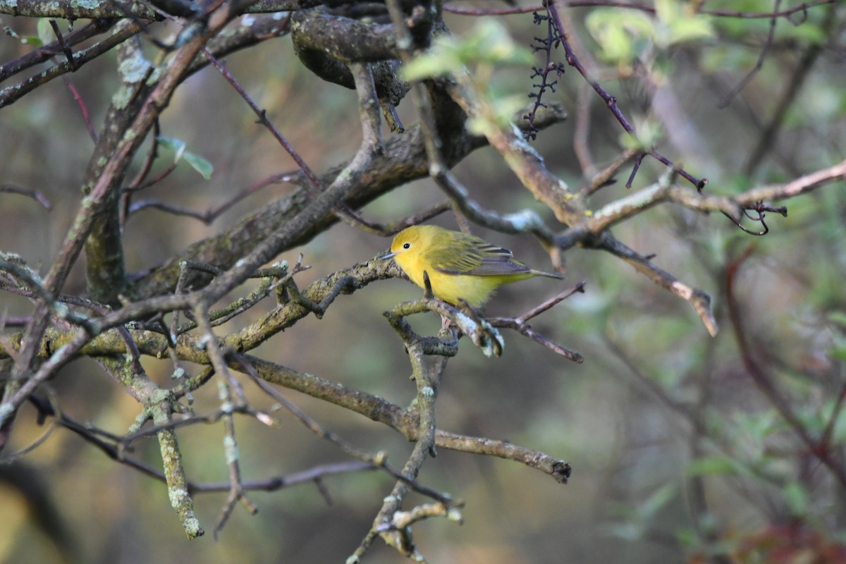 Prothonotary Warbler - ML620544026