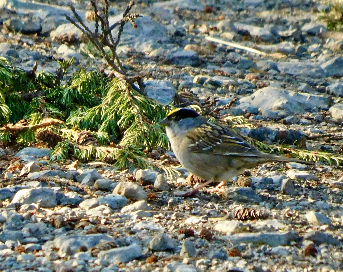 Golden-crowned Sparrow - ML620544034