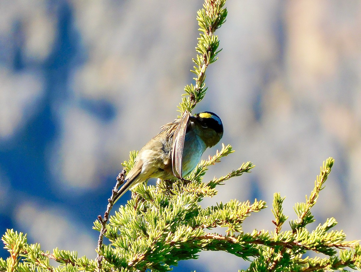 Golden-crowned Sparrow - ML620544038