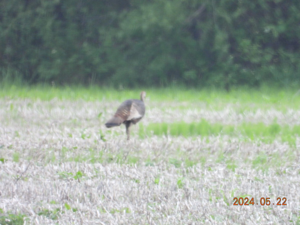 Wild Turkey - ML620544072