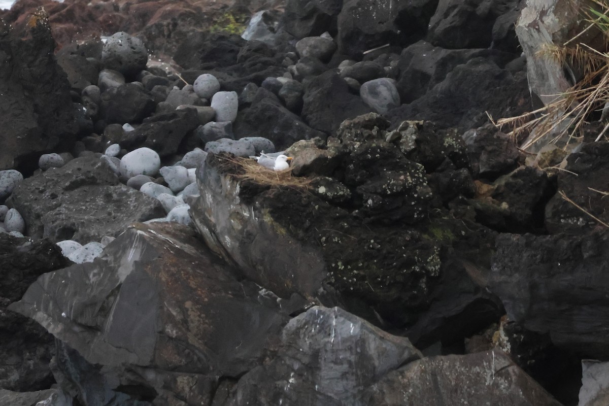 Gaviota Patiamarilla - ML620544075