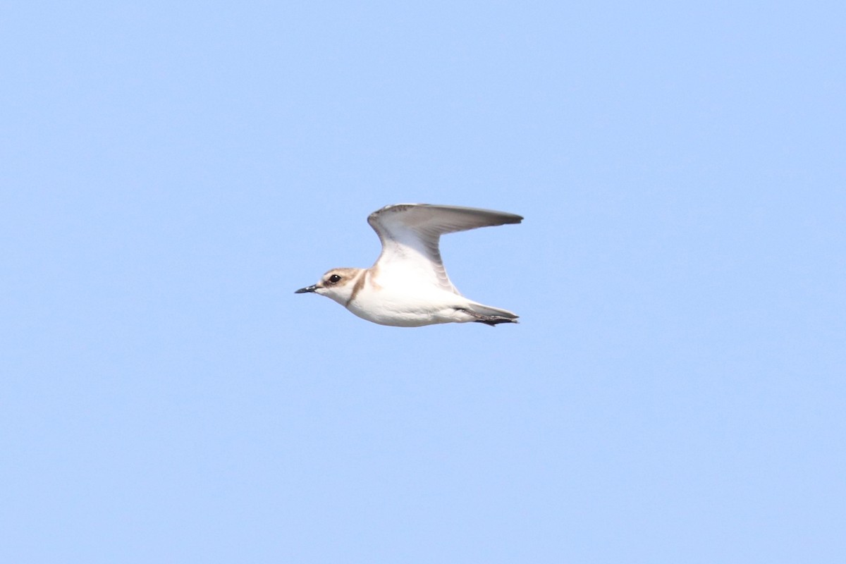 Kentish Plover - ML620544093