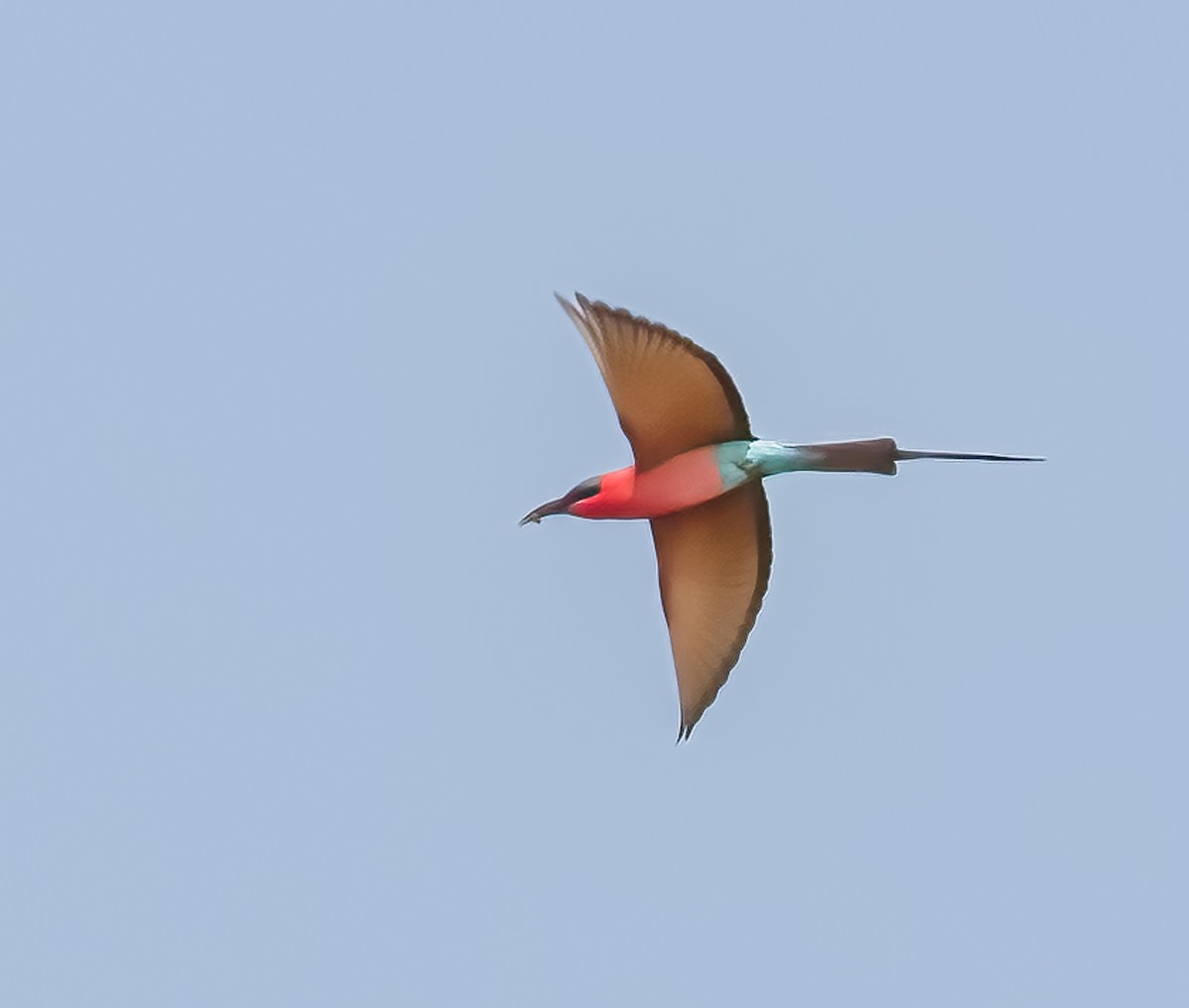 Southern Carmine Bee-eater - ML620544104