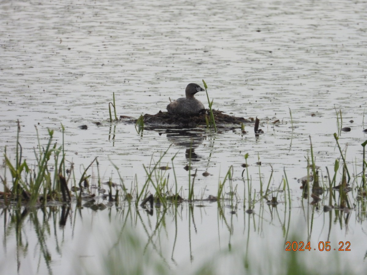 Pied-billed Grebe - ML620544106