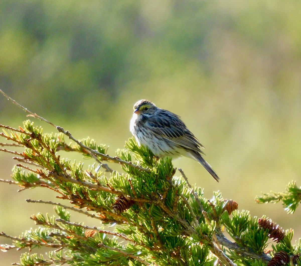 Savannah Sparrow - ML620544108