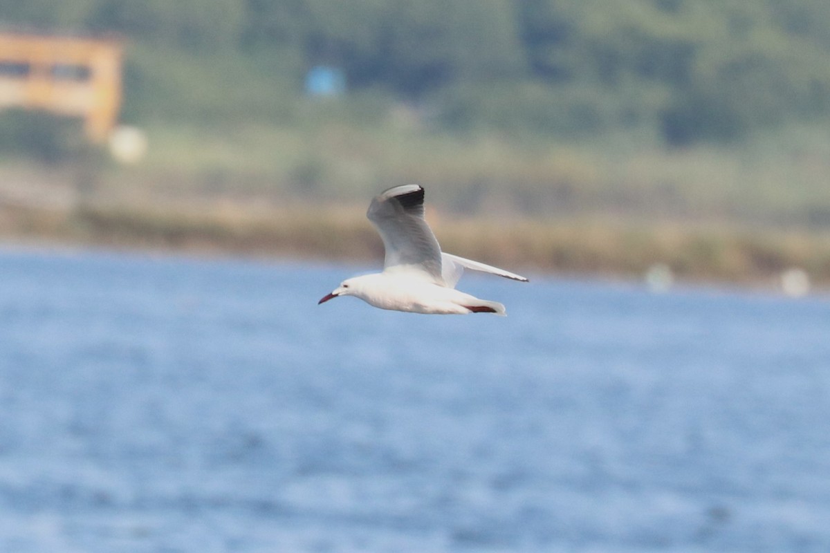 Slender-billed Gull - ML620544109