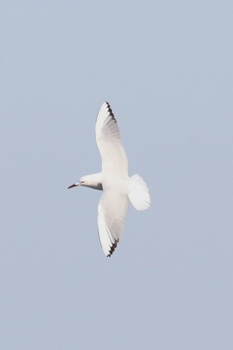 Slender-billed Gull - ML620544110