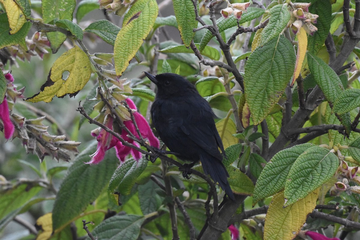 Black Flowerpiercer - ML620544124