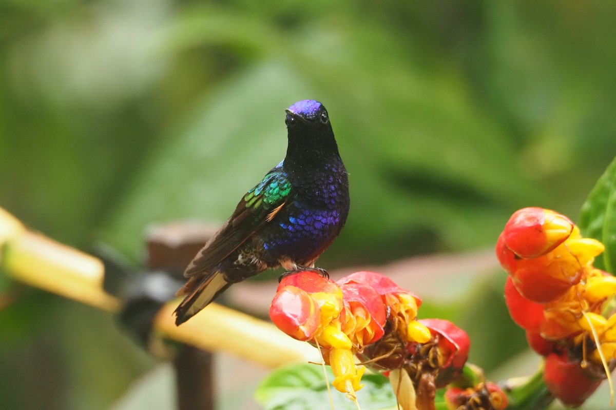 kolibřík hyacintový - ML620544133