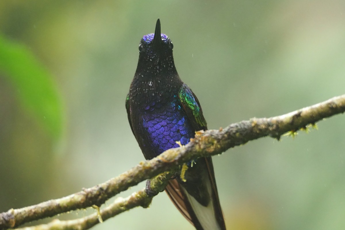 kolibřík hyacintový - ML620544134