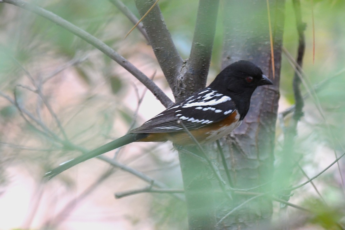 Spotted Towhee - ML620544137