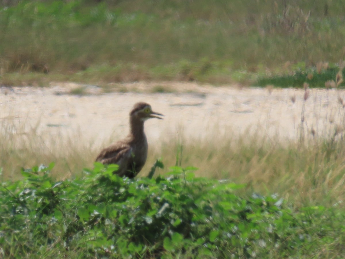 Double-striped Thick-knee - ML620544140