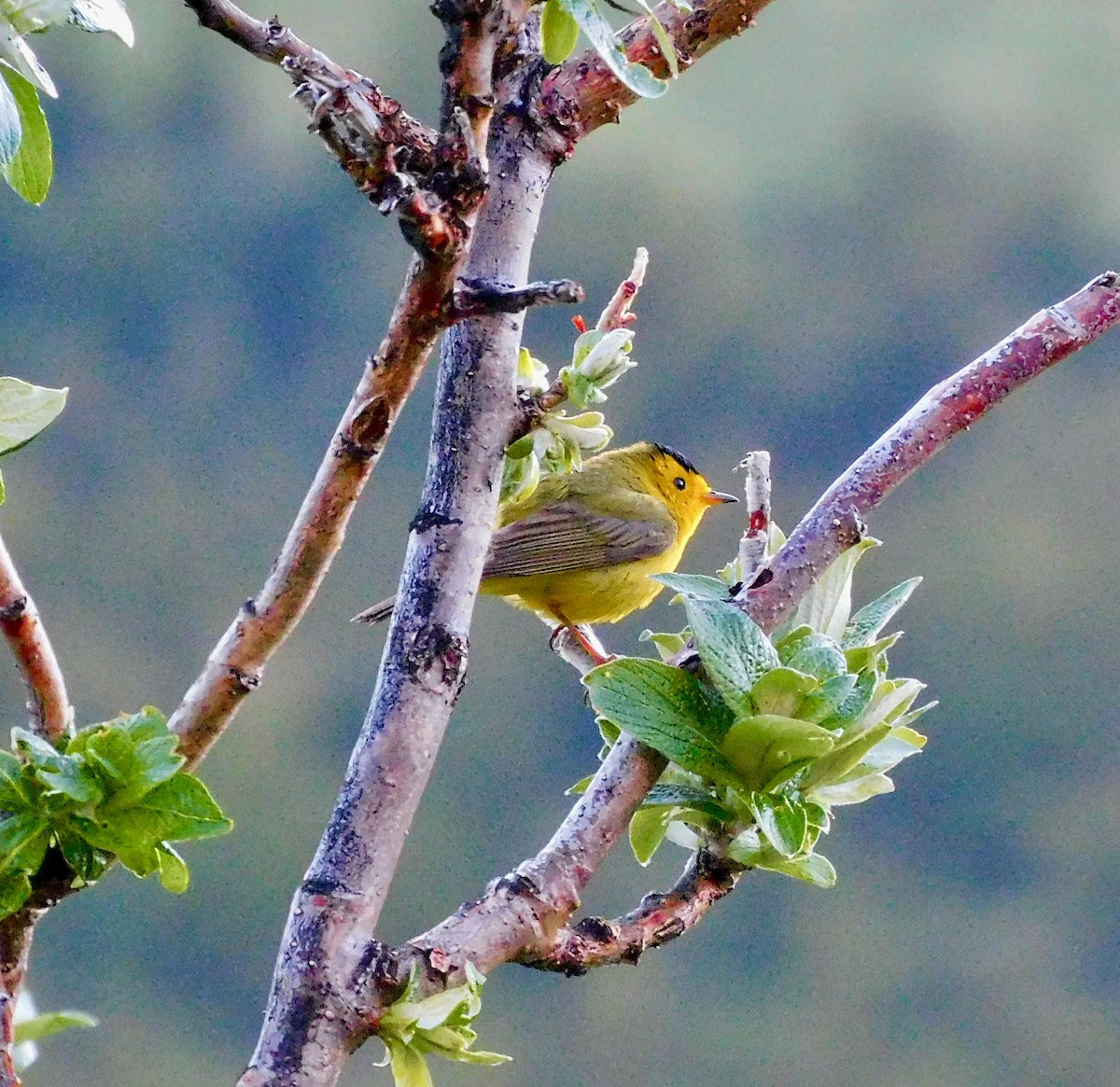 Wilson's Warbler - ML620544141