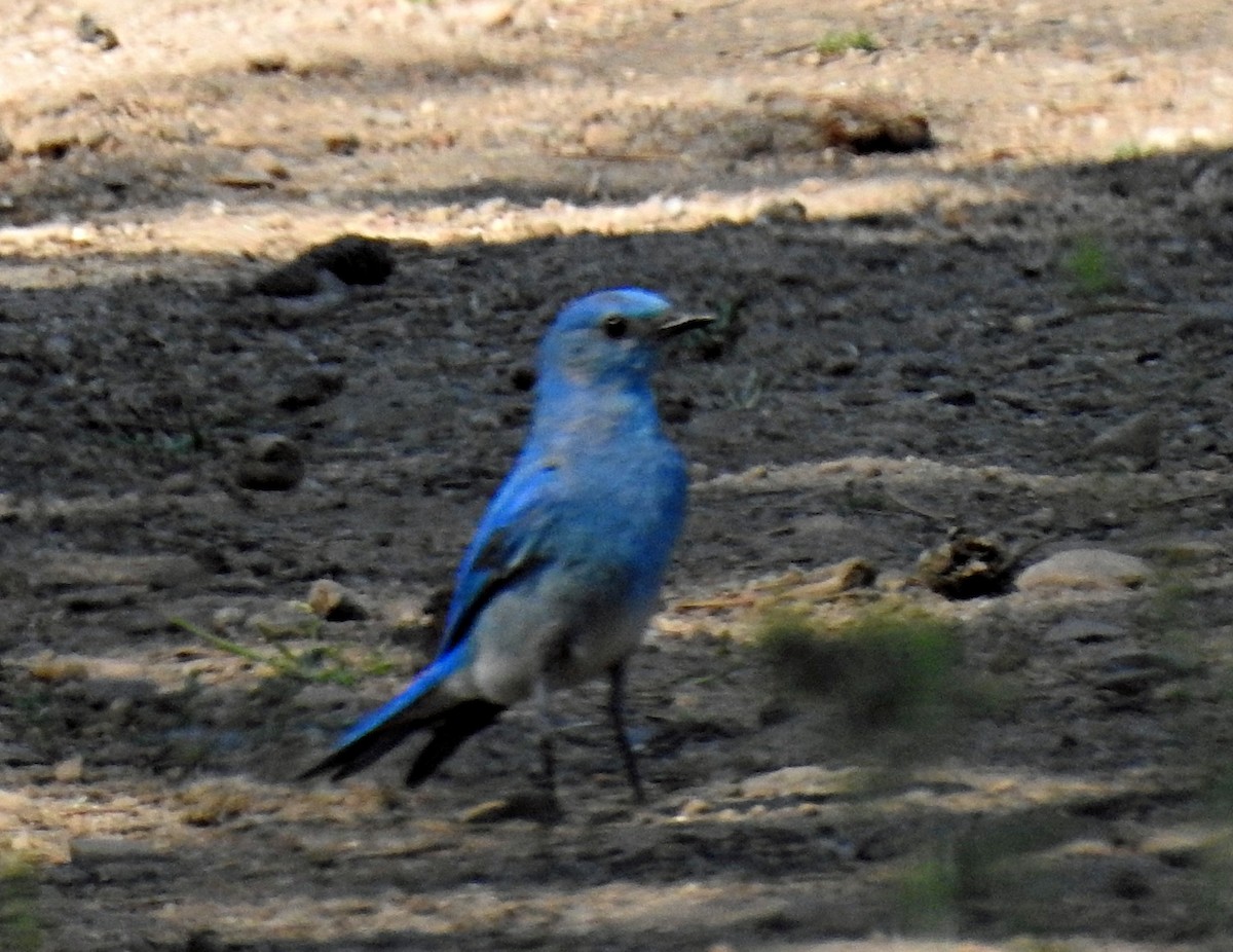 Mountain Bluebird - ML620544142