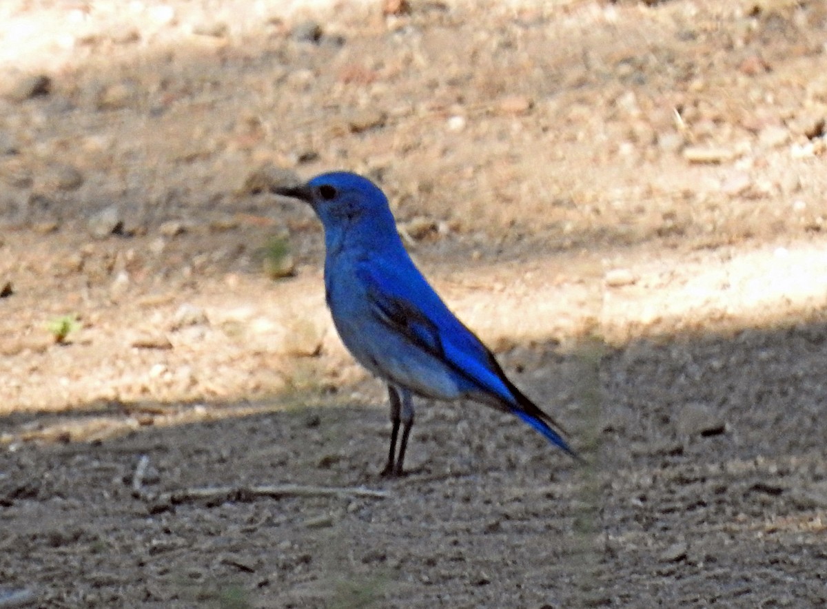 Mountain Bluebird - ML620544143