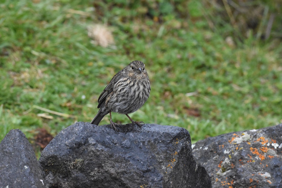 Plumbeous Sierra Finch - ML620544146