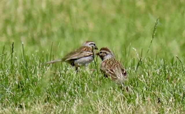 Chipping Sparrow - ML620544148