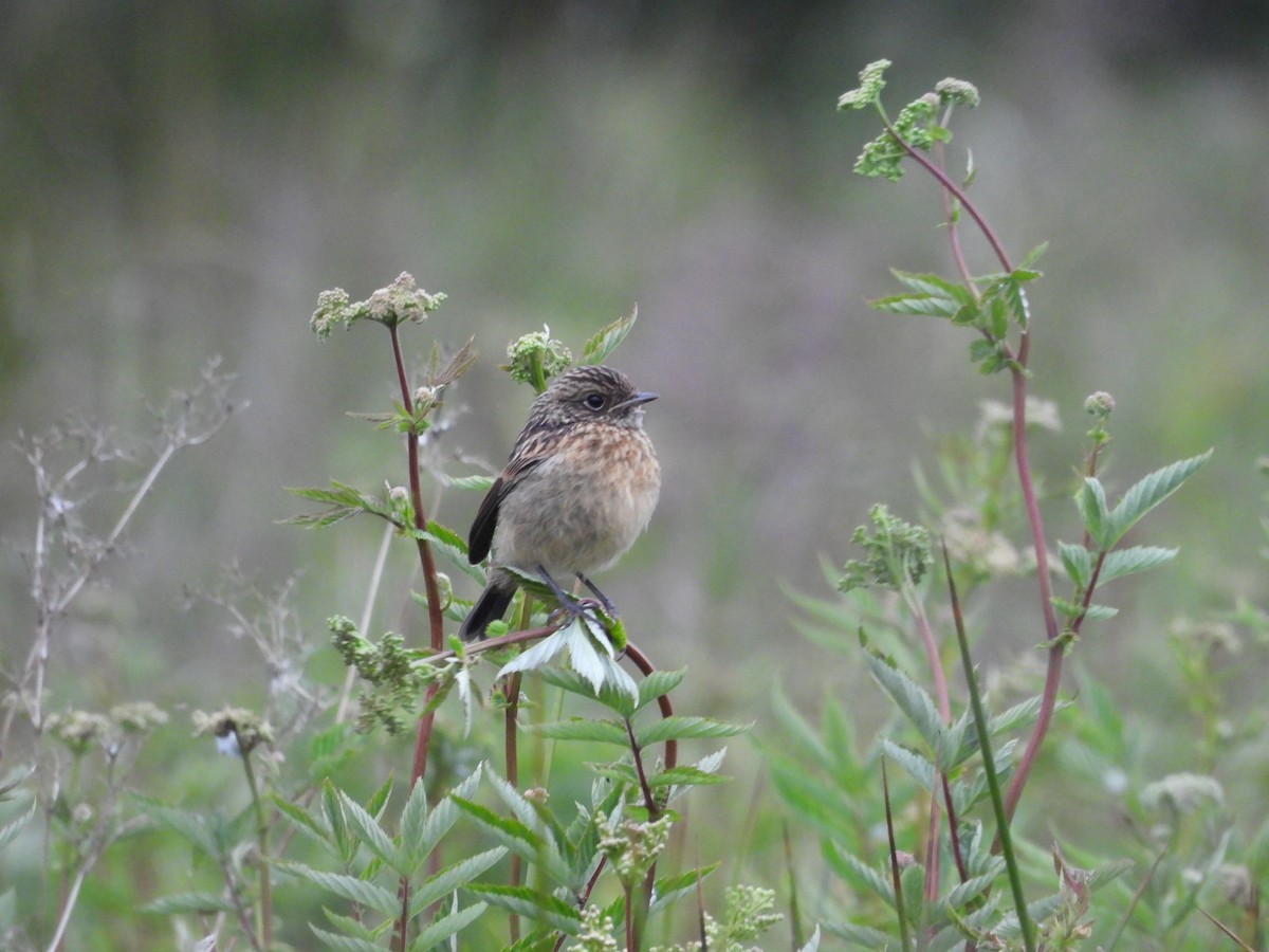 European Stonechat - ML620544154