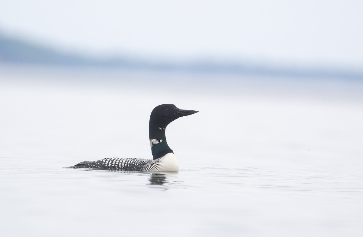 Common Loon - ML620544159