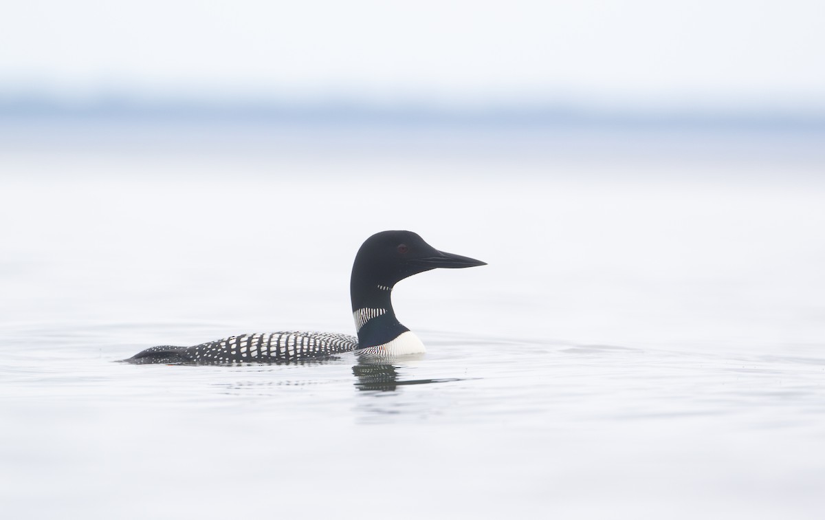 Common Loon - ML620544160