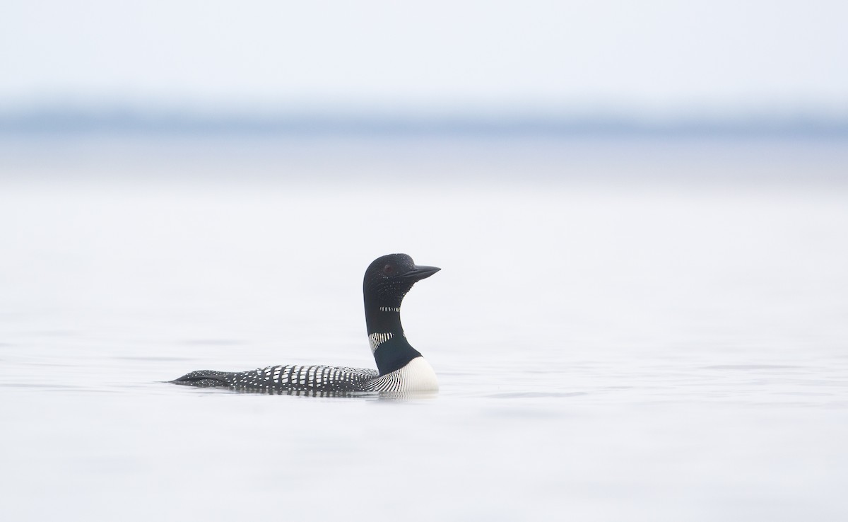 Common Loon - ML620544161