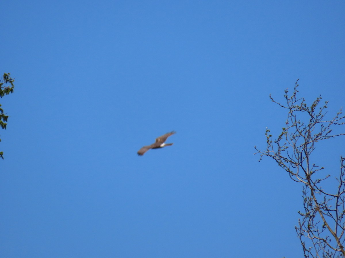 Northern Harrier - ML620544169