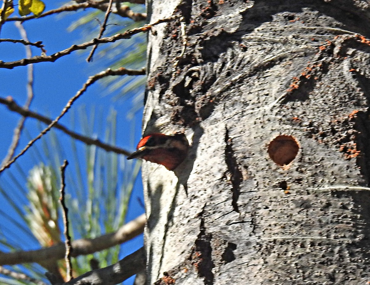 Red-breasted Sapsucker - ML620544177