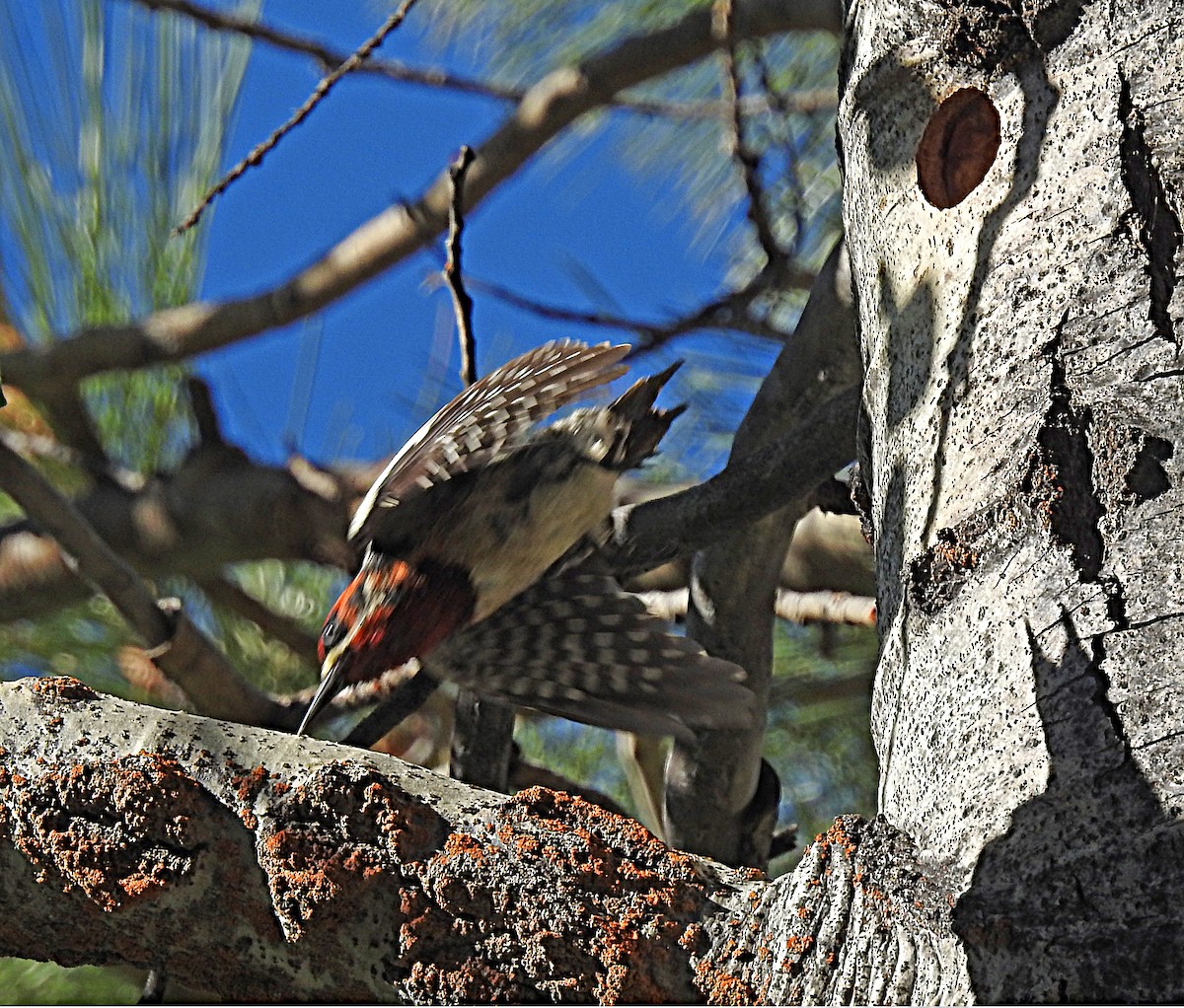 Red-breasted Sapsucker - ML620544180