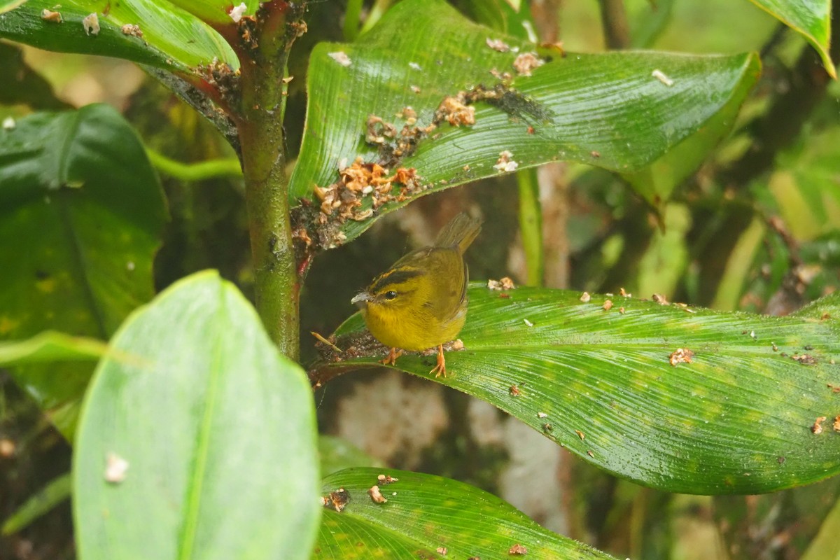 Reinita Ventridorada (chlorophrys) - ML620544183