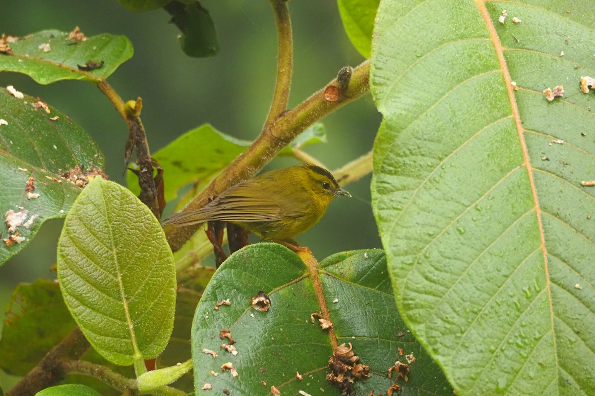 Reinita Ventridorada (chlorophrys) - ML620544186