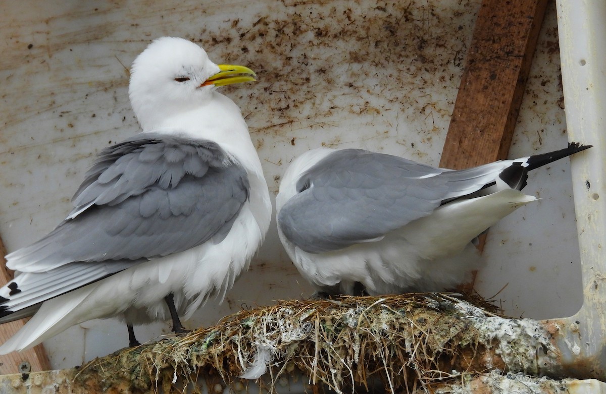 Mouette tridactyle - ML620544189