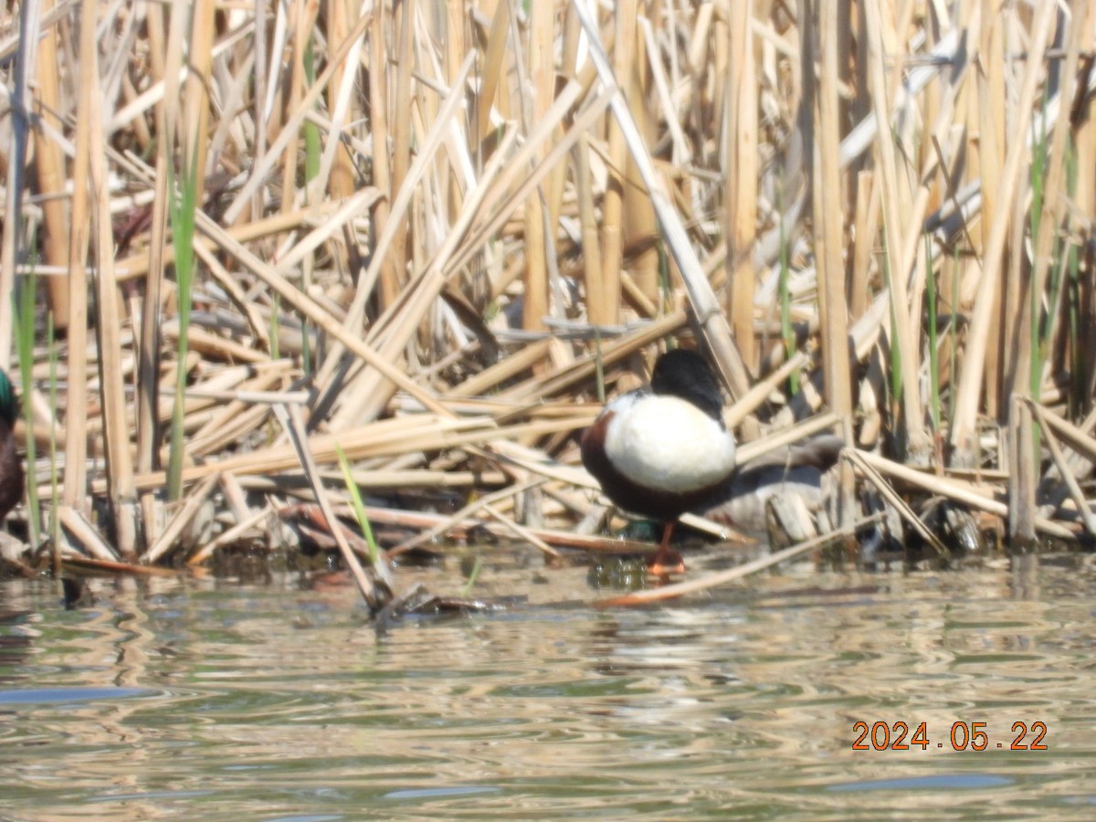 Northern Shoveler - ML620544191