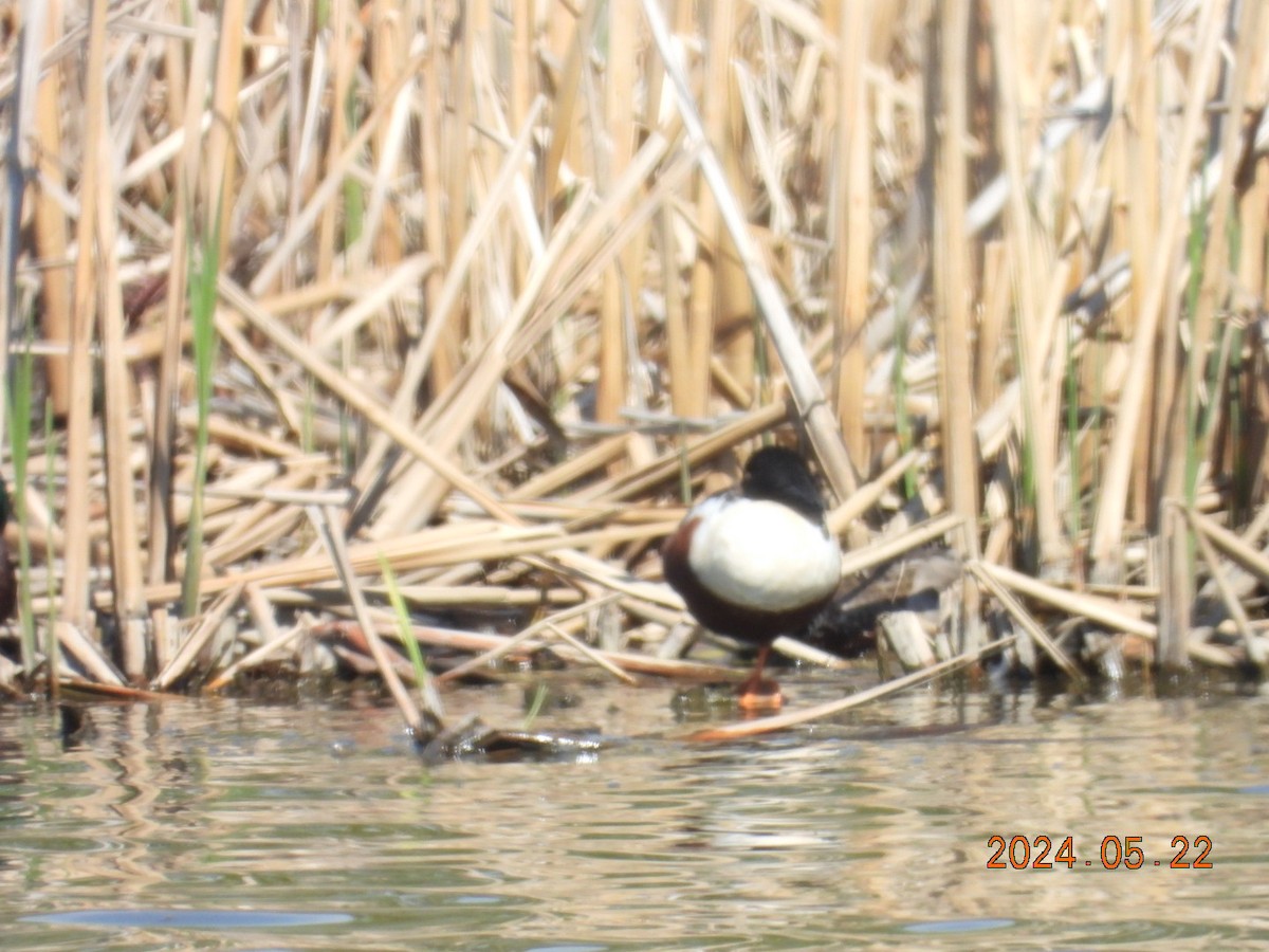 Northern Shoveler - ML620544192