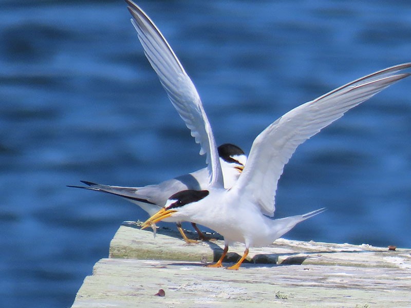 Least Tern - ML620544195