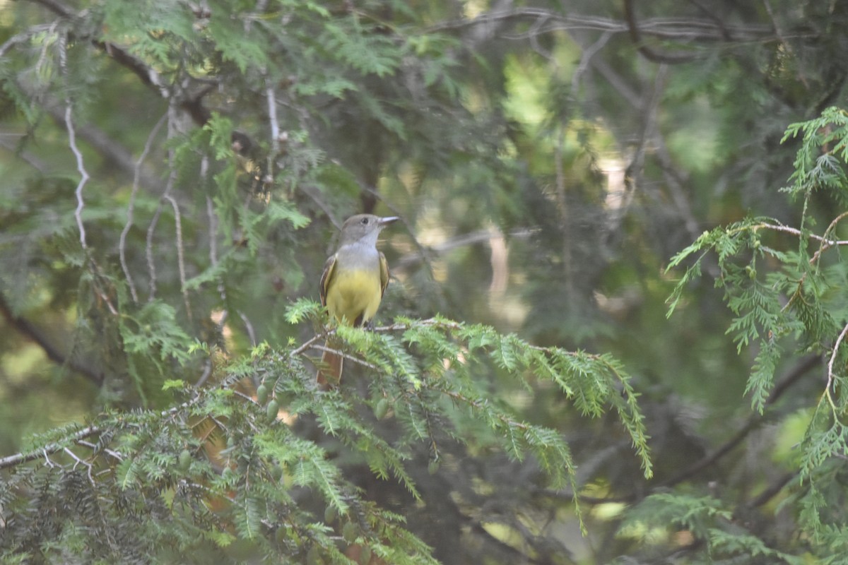 Great Crested Flycatcher - ML620544218