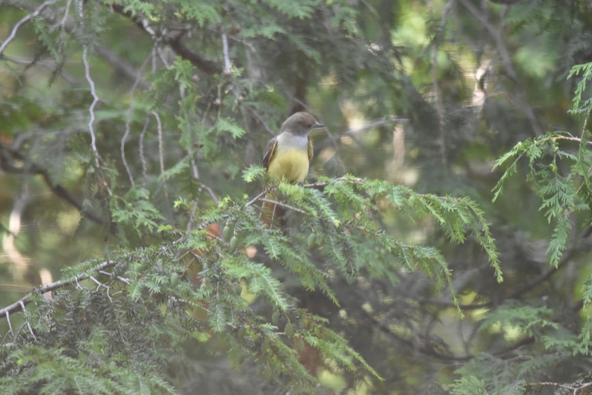 Great Crested Flycatcher - ML620544220